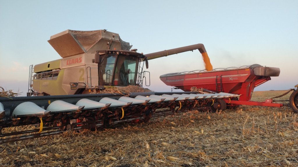 Colheitadeira equipada com plataforma de milho descarregando grãos